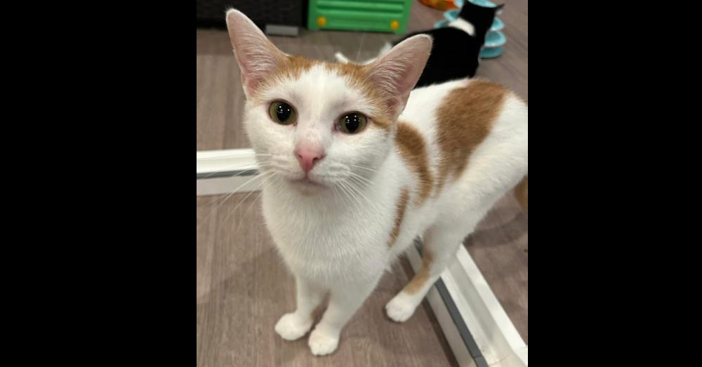 Enlarge Angel, a Adopted mixed breed in New Cumberland, WV image 5/6