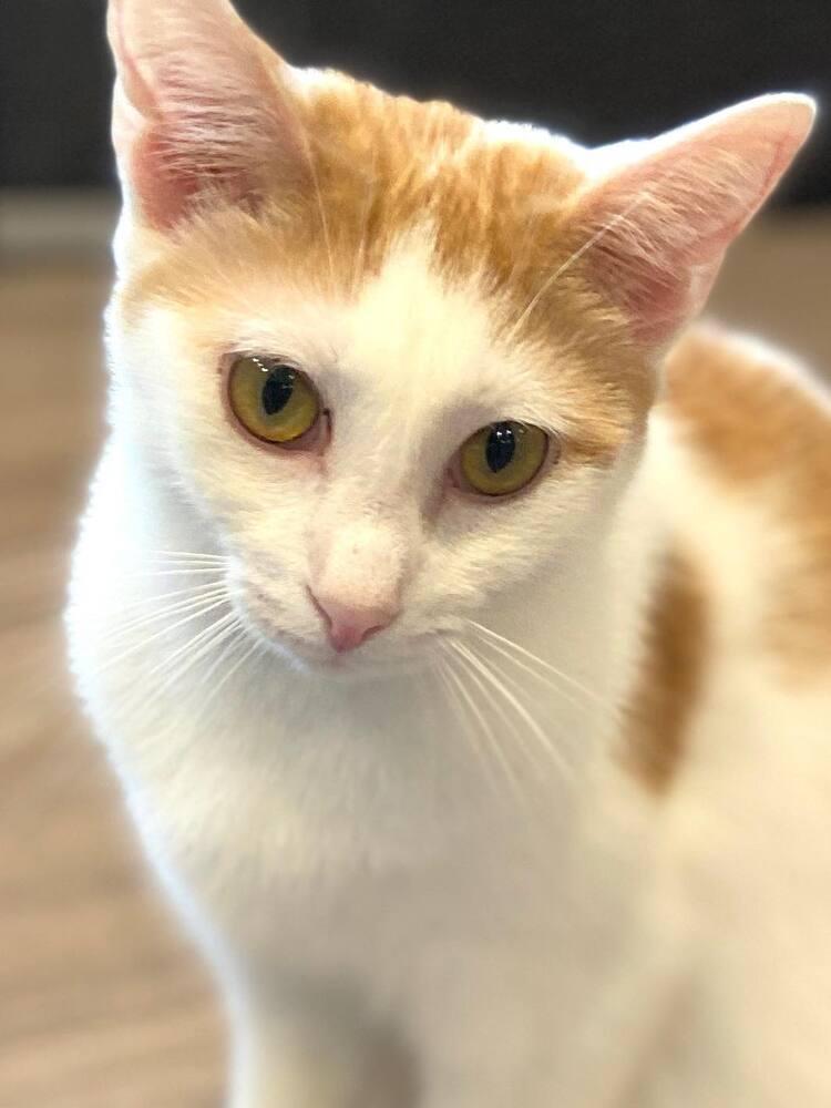 Enlarge Angel, a Adopted mixed breed in New Cumberland, WV image 6/6