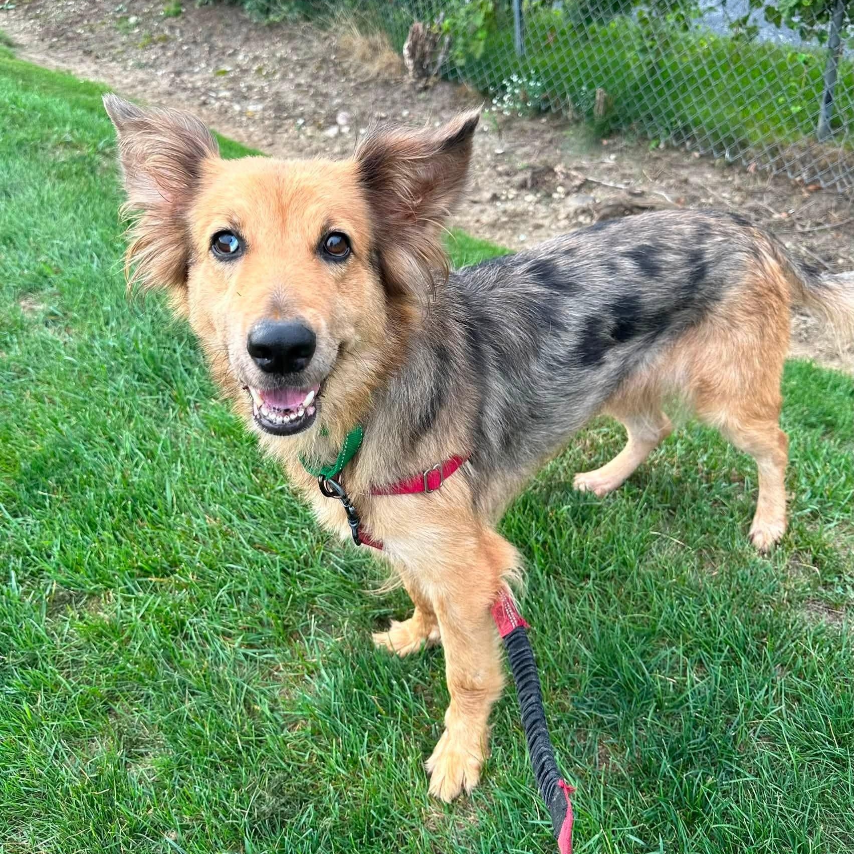 Enlarge Sunny, a ADOPTABLE mixed breed in Hartland, WI image 5/6