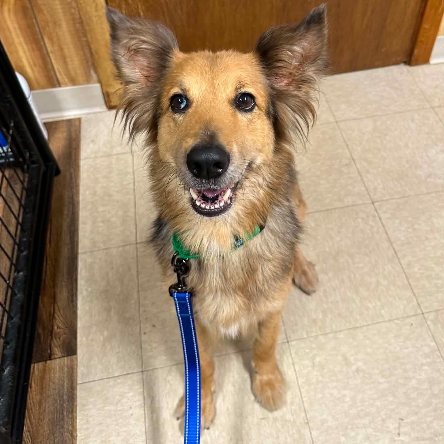 Enlarge Sunny, a ADOPTABLE mixed breed in Hartland, WI image 3/6