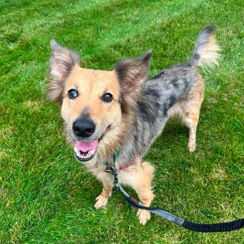 Sunny, ADOPTABLE, Young Female Australian Shepherd.