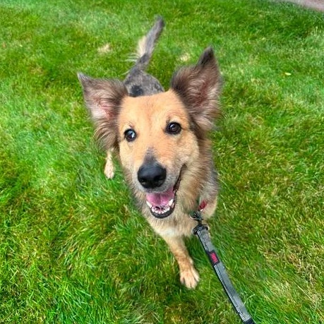 Enlarge Sunny, a ADOPTABLE mixed breed in Hartland, WI image 2/6