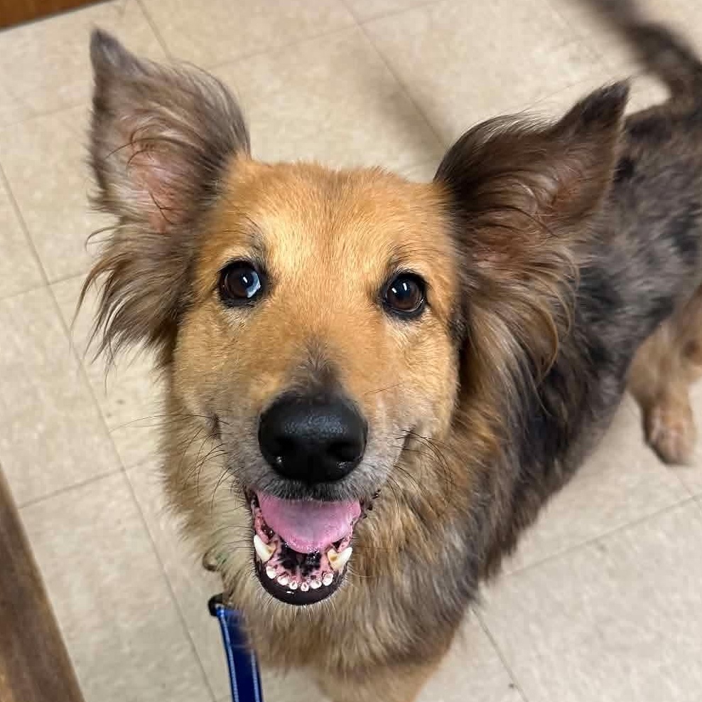 Enlarge Sunny, a ADOPTABLE mixed breed in Hartland, WI image 4/6