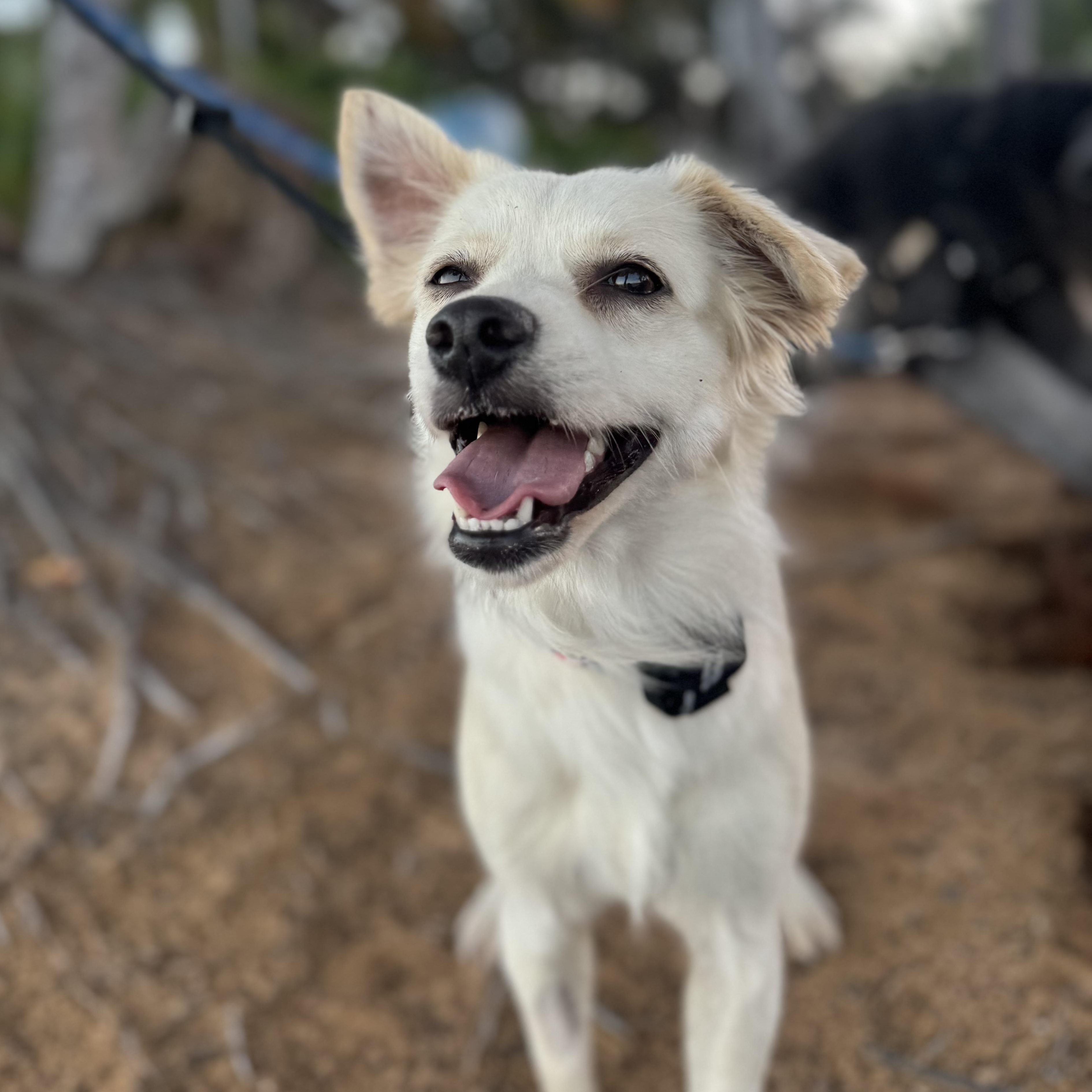 Enlarge Blanca- sweet angel , an adopted mixed breed in Blairstown , NJ image 2/6