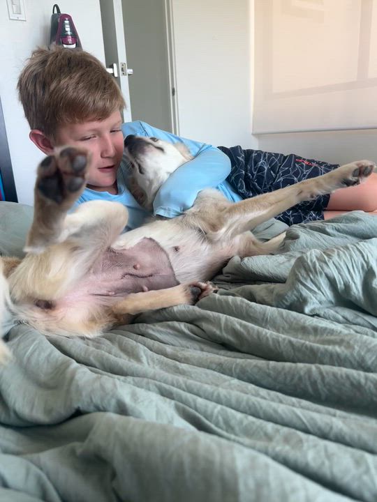 Enlarge Blanca- sweet angel , an adopted mixed breed in Blairstown , NJ video 4/6