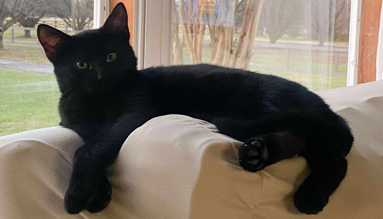 Binx, adopted, Young Male Domestic Short Hair.