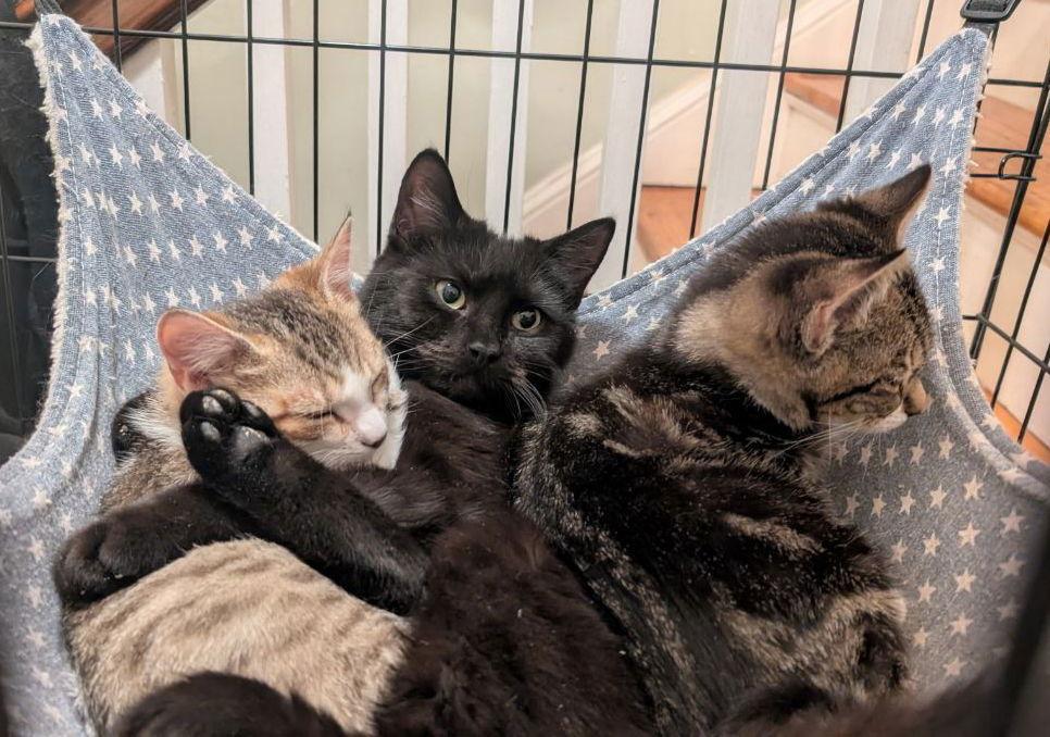 Freddy (Cat) Friend, a Adoptable American Shorthair in Pikesville, MD image 1/3