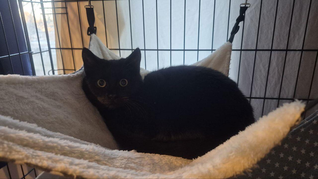 Freddy (Cat) Friend, a Adoptable American Shorthair in Pikesville, MD image 2/3