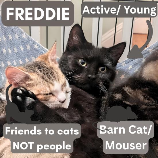 Enlarge Barn Cat/Mouser: Freddy, a Adoptable American Shorthair in Pikesville, MD image 2/3