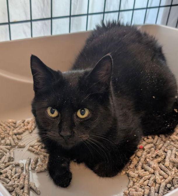 Freddy (Cat) Friend, a Adoptable American Shorthair in Pikesville, MD image 3/3