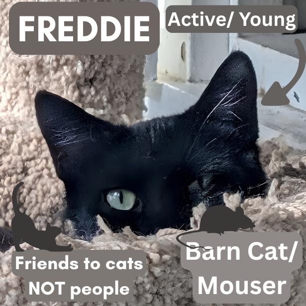 Enlarge Barn Cat/Mouser: Freddy, a Adoptable American Shorthair in Pikesville, MD image 3/3