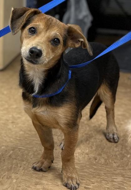Enlarge Timmy, a Adoptable mixed breed in Madera, CA image 1/2