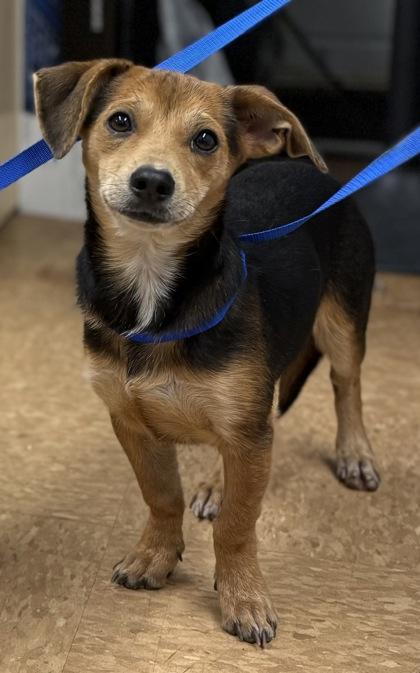 Enlarge Timmy, a Adoptable mixed breed in Madera, CA image 2/2