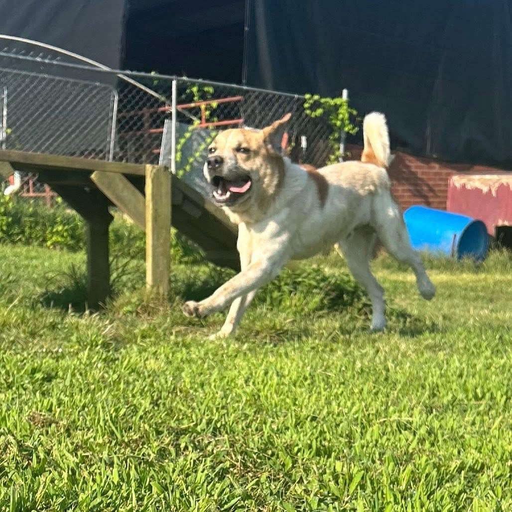 Foster Me! PEANUT