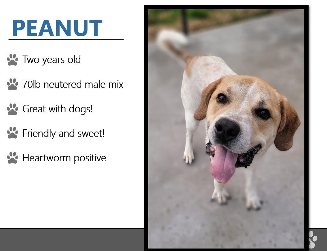 Foster Me! PEANUT