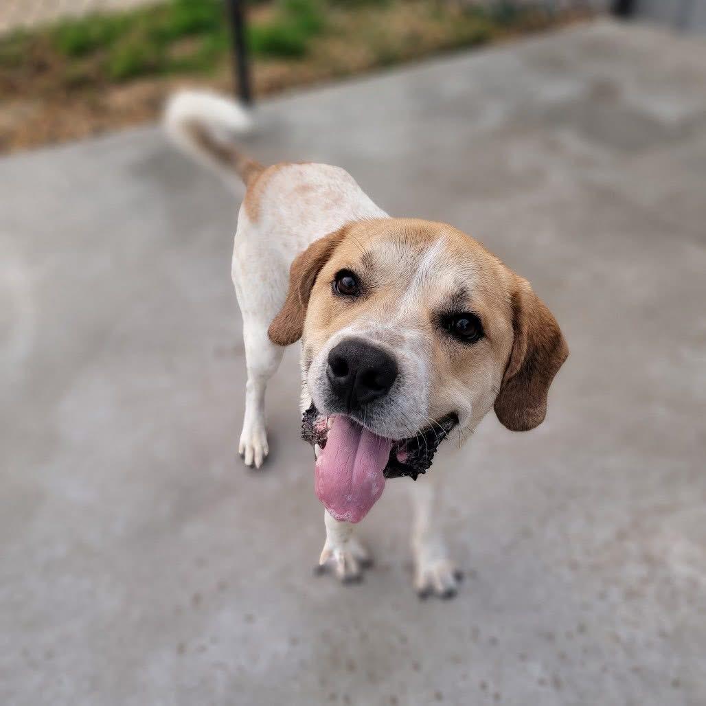 Foster Me! PEANUT