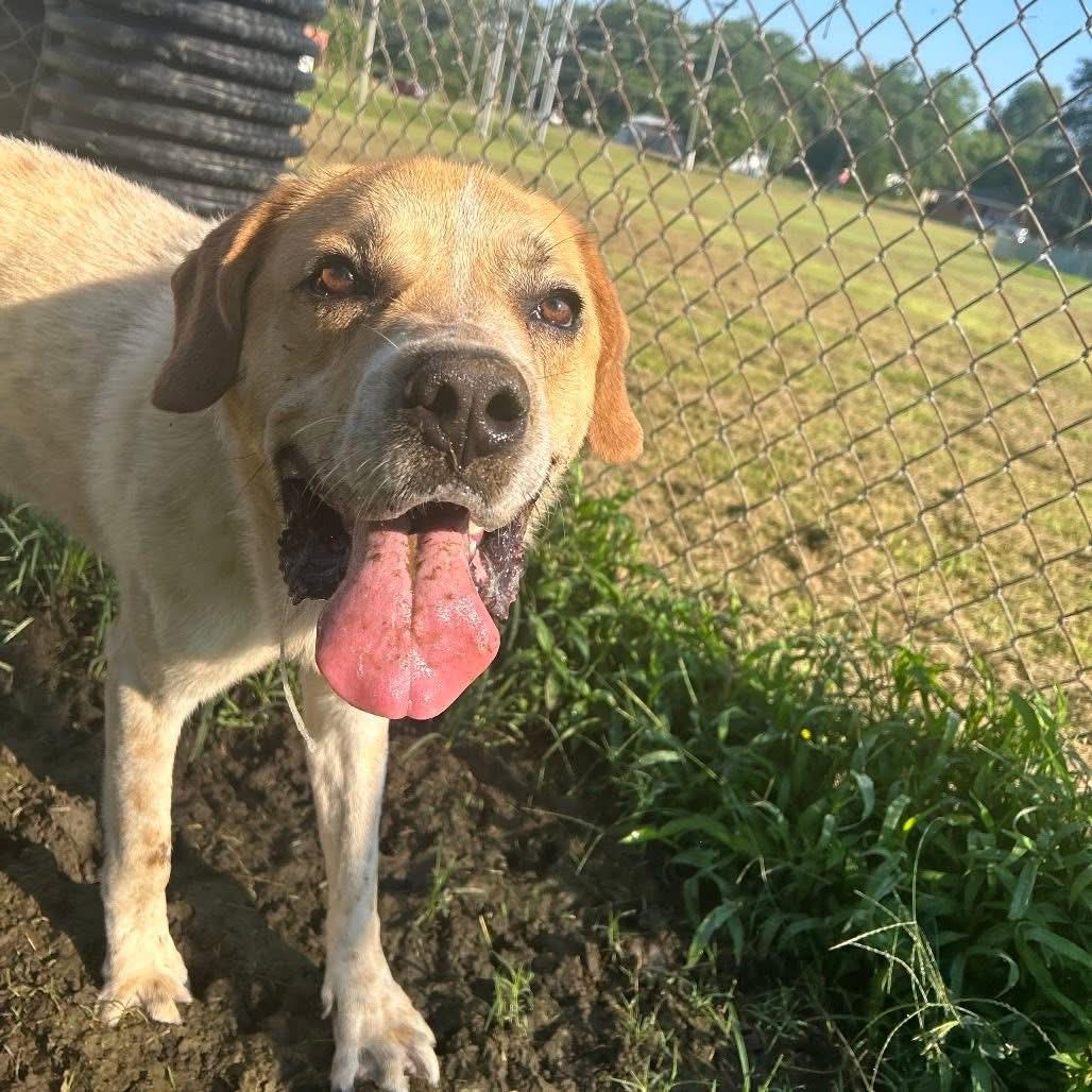 Foster Me! PEANUT