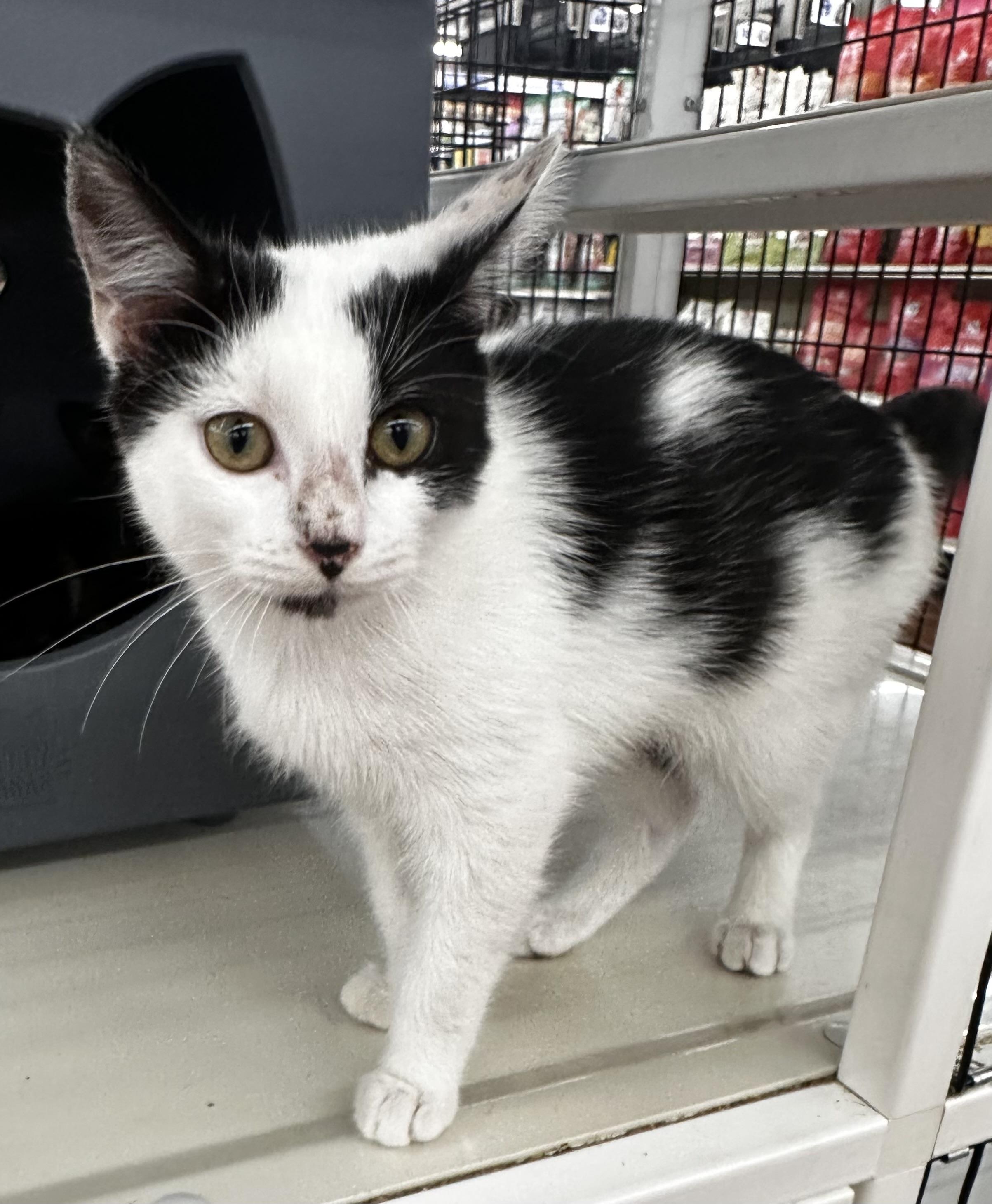 Enlarge Arrow, an adopted Domestic Short Hair in Lake Worth, FL image 2/2