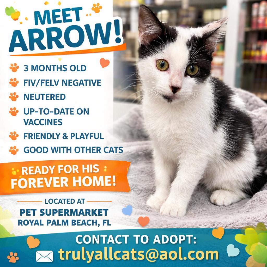 Arrow, adopted, Kitten Male Domestic Short Hair.