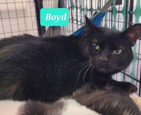 Boyd, Adoptable, Adult Male Domestic Short Hair.