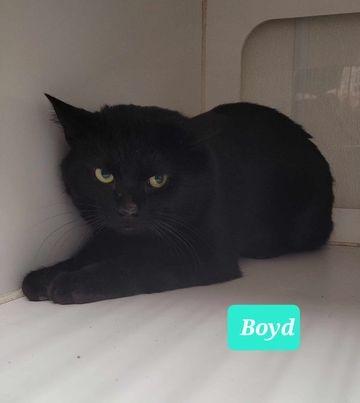 Boyd, a Adoptable mixed breed in Richmond, IN image 2/4