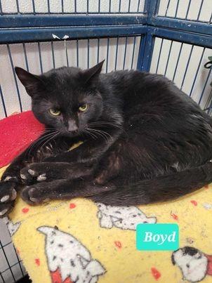 Boyd, a Adoptable mixed breed in Richmond, IN image 3/4