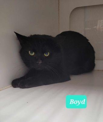 Boyd, a Adoptable mixed breed in Richmond, IN image 4/4