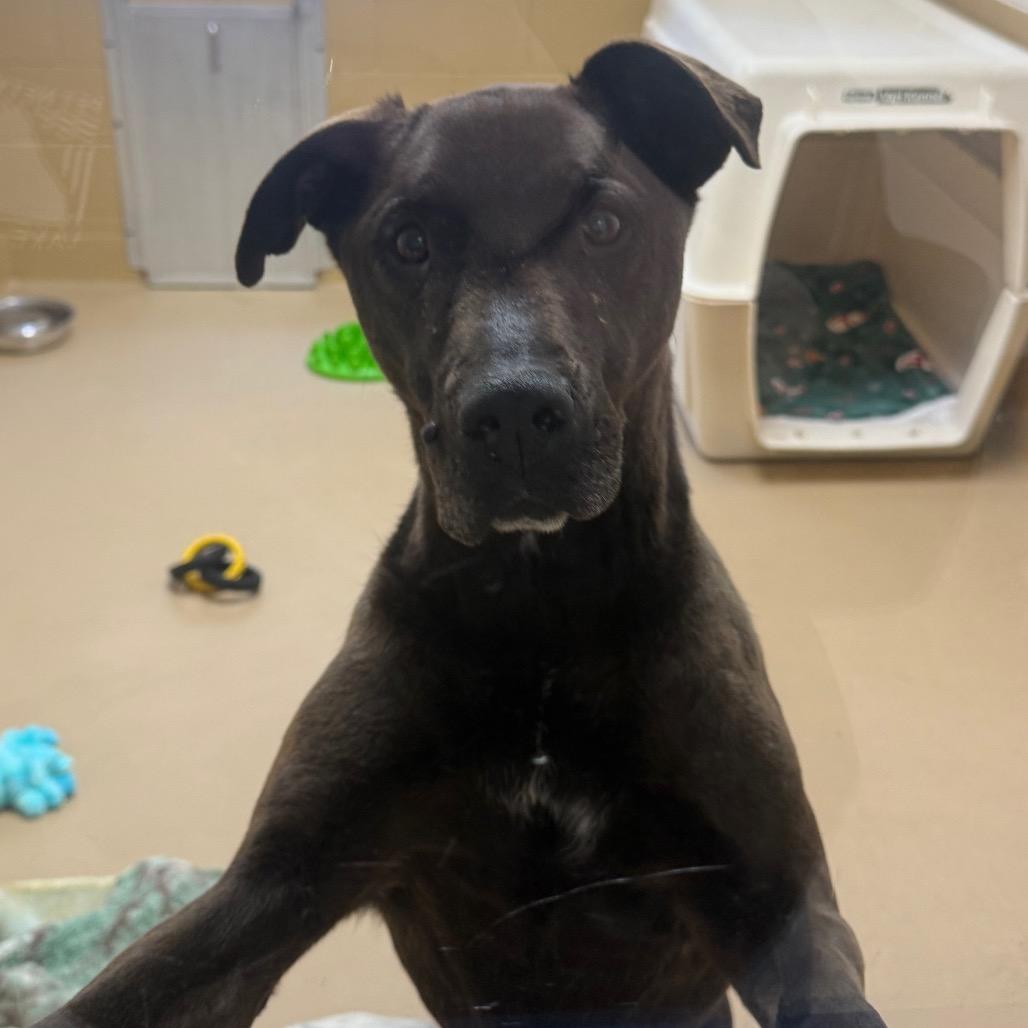 Rocco, Adoptable, Senior Male Labrador Retriever & Mixed Breed.