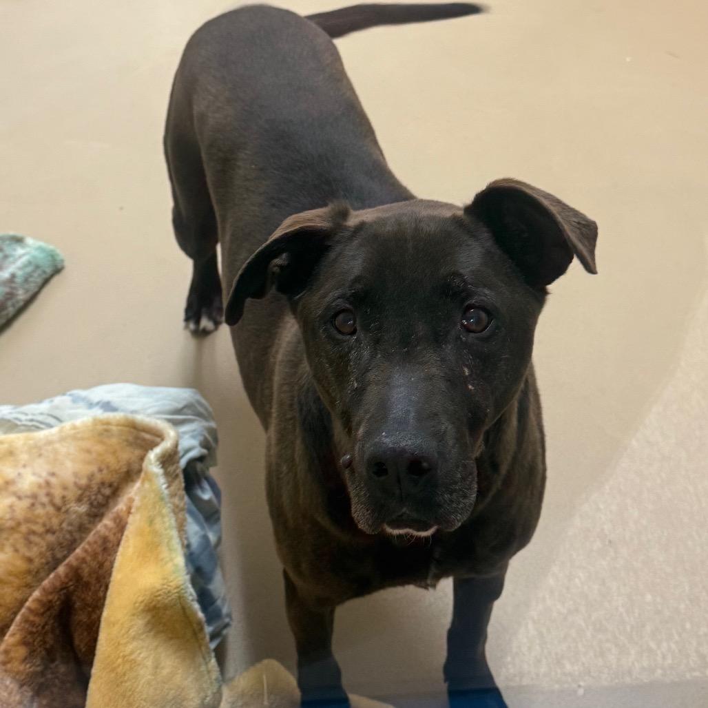 Rocco, a Adoptable mixed breed in Incline Village, NV image 2/3