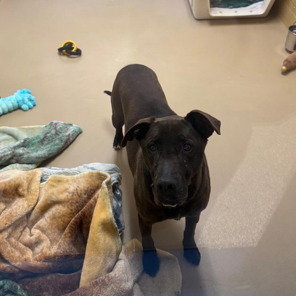 Rocco, a Adoptable mixed breed in Incline Village, NV image 3/3