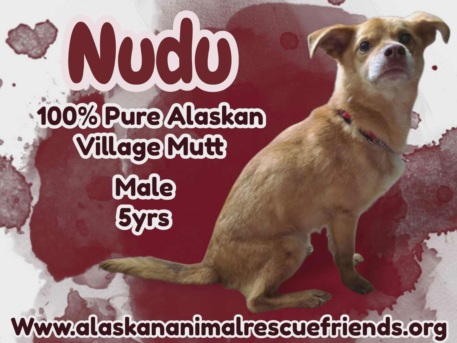 Enlarge Nudu, a Adoptable Terrier in Anchorage, AK image 1/1