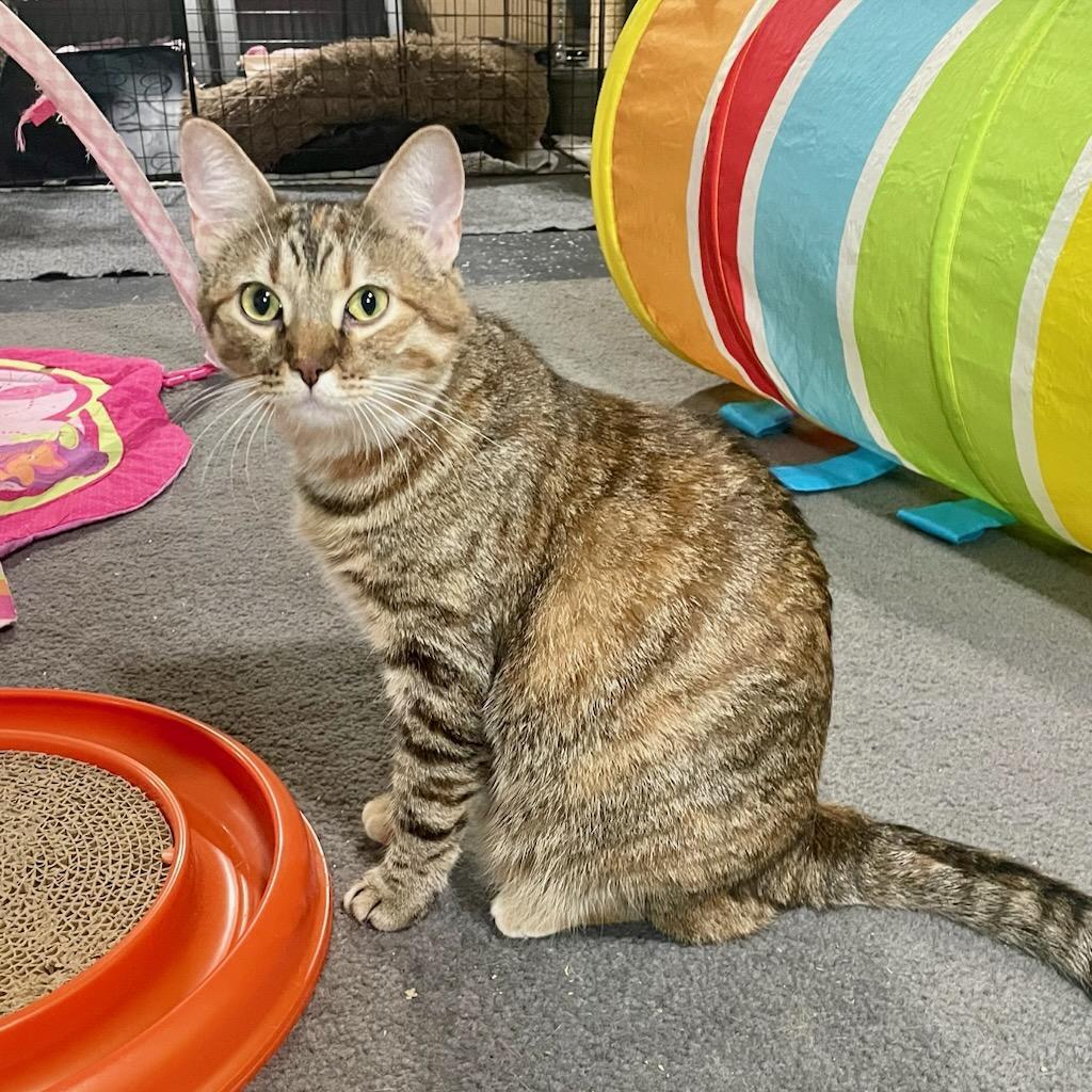 Caramel, ADOPTABLE, Young Female Torbie & Domestic Short Hair.