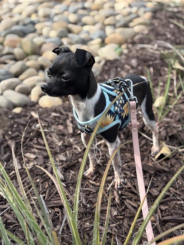 Enlarge Polly, a Adopted Chihuahua in Elk Grove, CA image 1/1