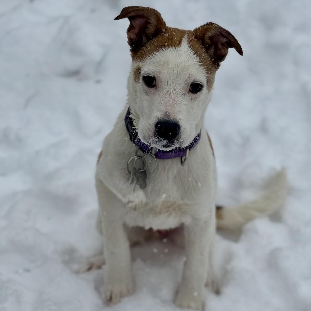 Enlarge Cooper, a Adoptable Jack Russell Terrier in La Grange, KY image 2/6