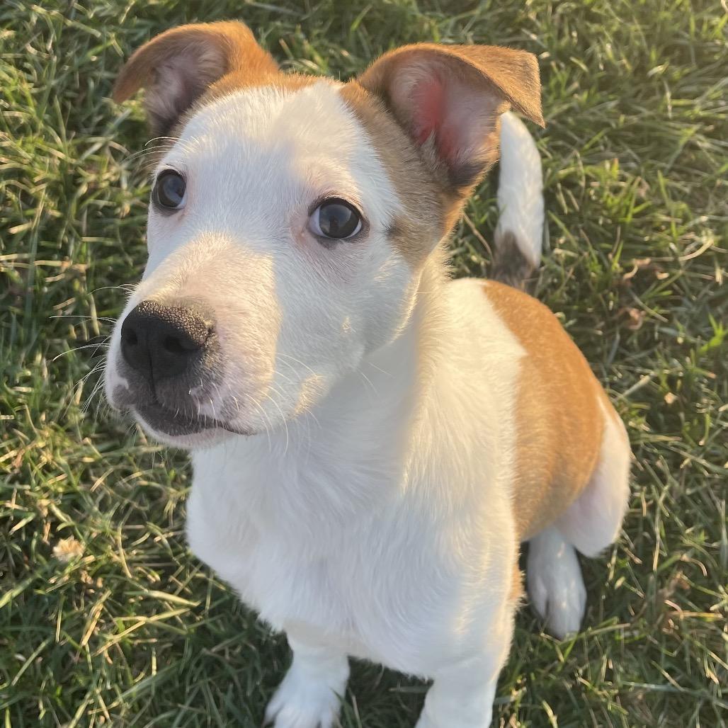 Cooper, Adoptable, Young Male Boxer & Terrier.
