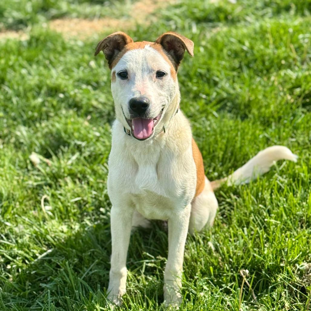 Enlarge Cooper, a Adoptable mixed breed in La Grange, KY image 1/5