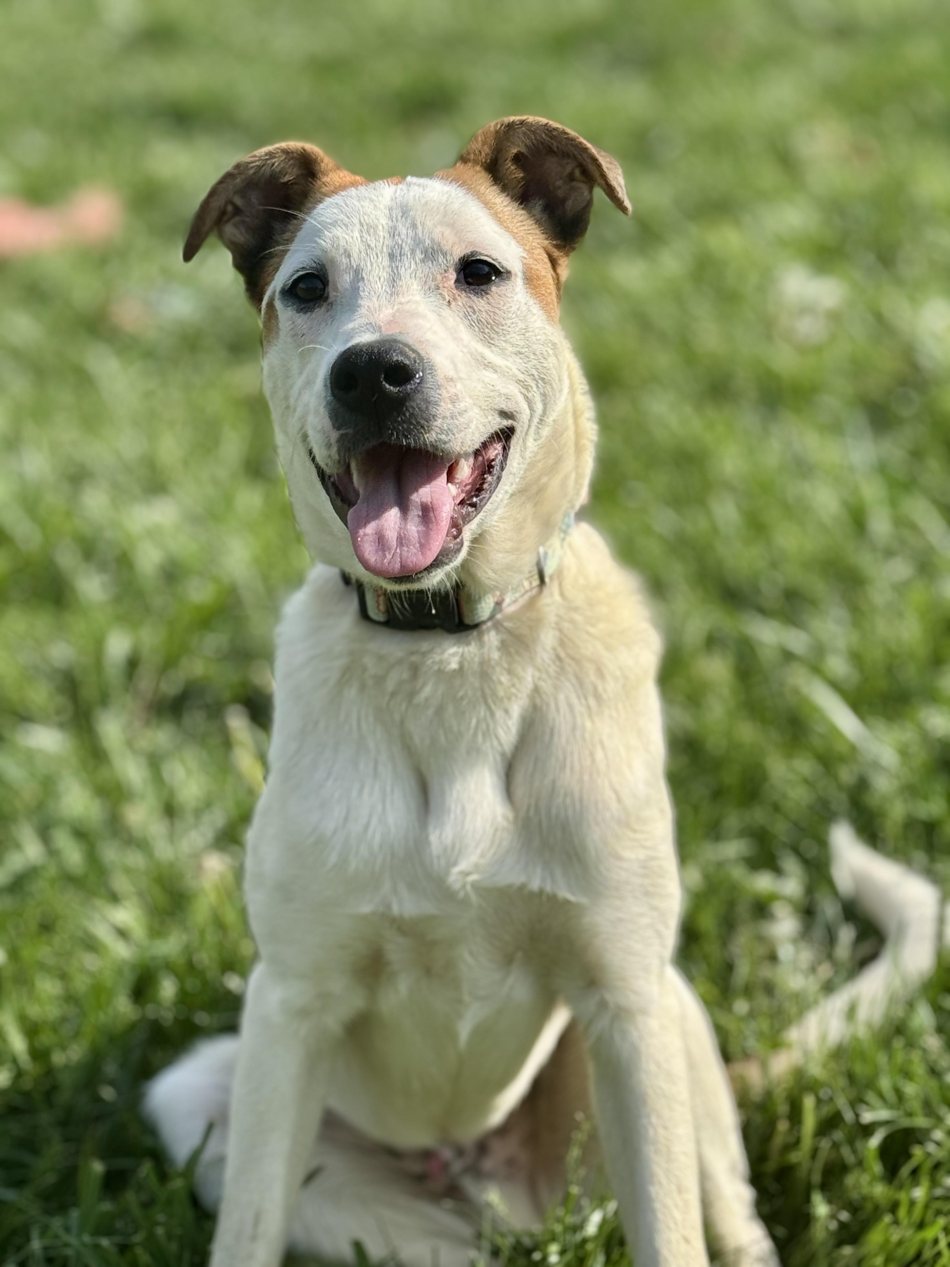Enlarge Cooper, a Adoptable mixed breed in La Grange, KY image 3/5