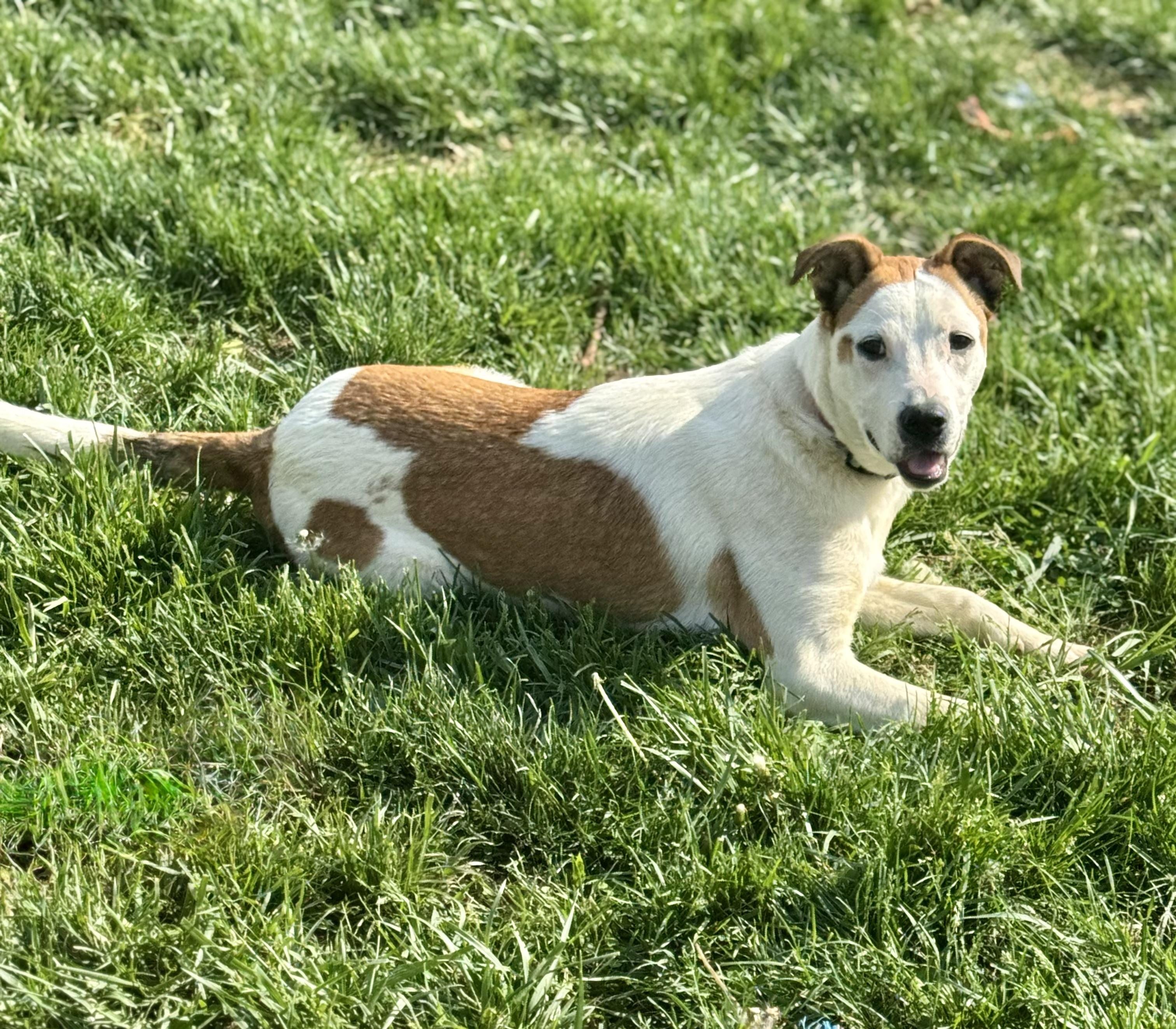Enlarge Cooper, a Adoptable mixed breed in La Grange, KY image 4/5