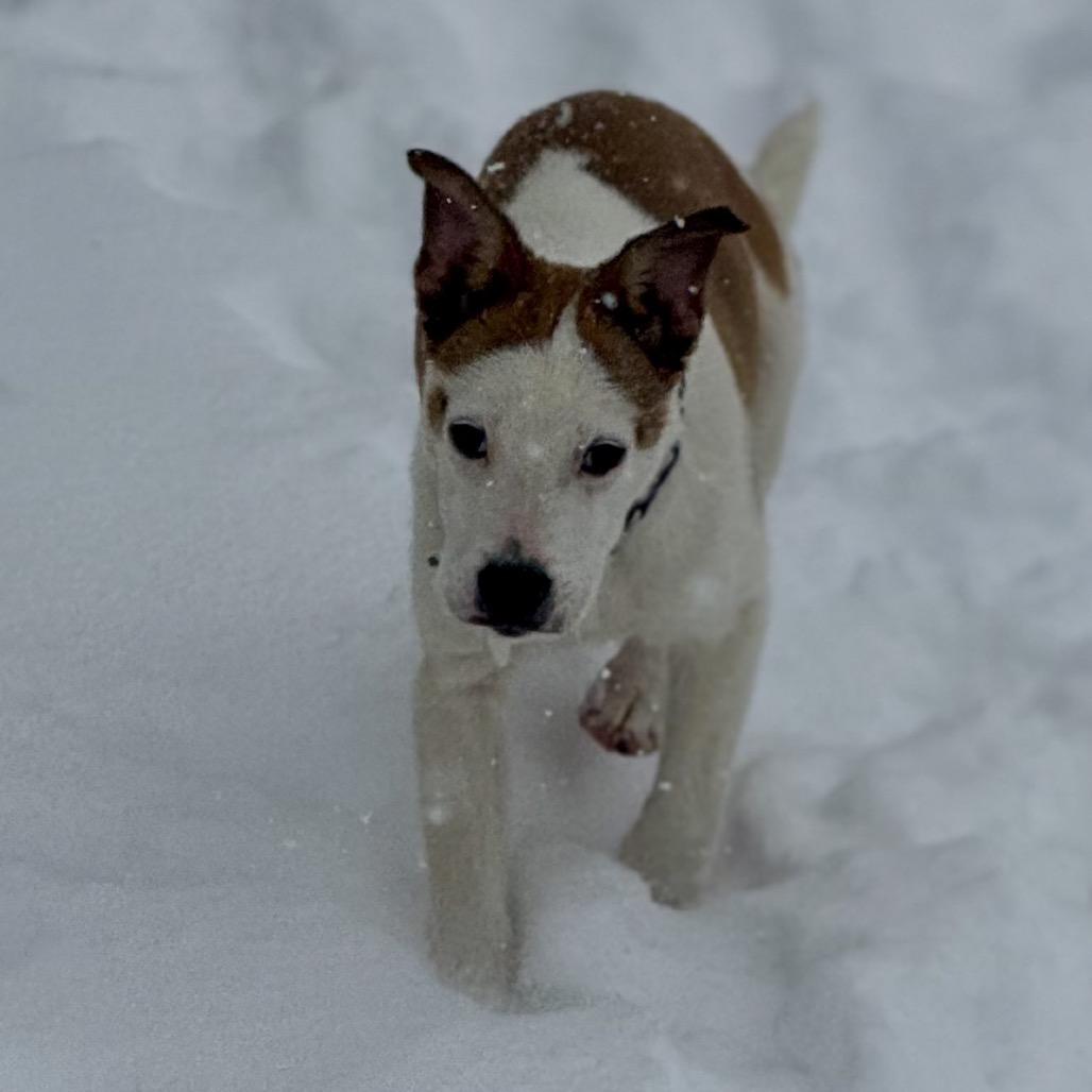 Enlarge Cooper, a Adoptable Jack Russell Terrier in La Grange, KY image 4/6