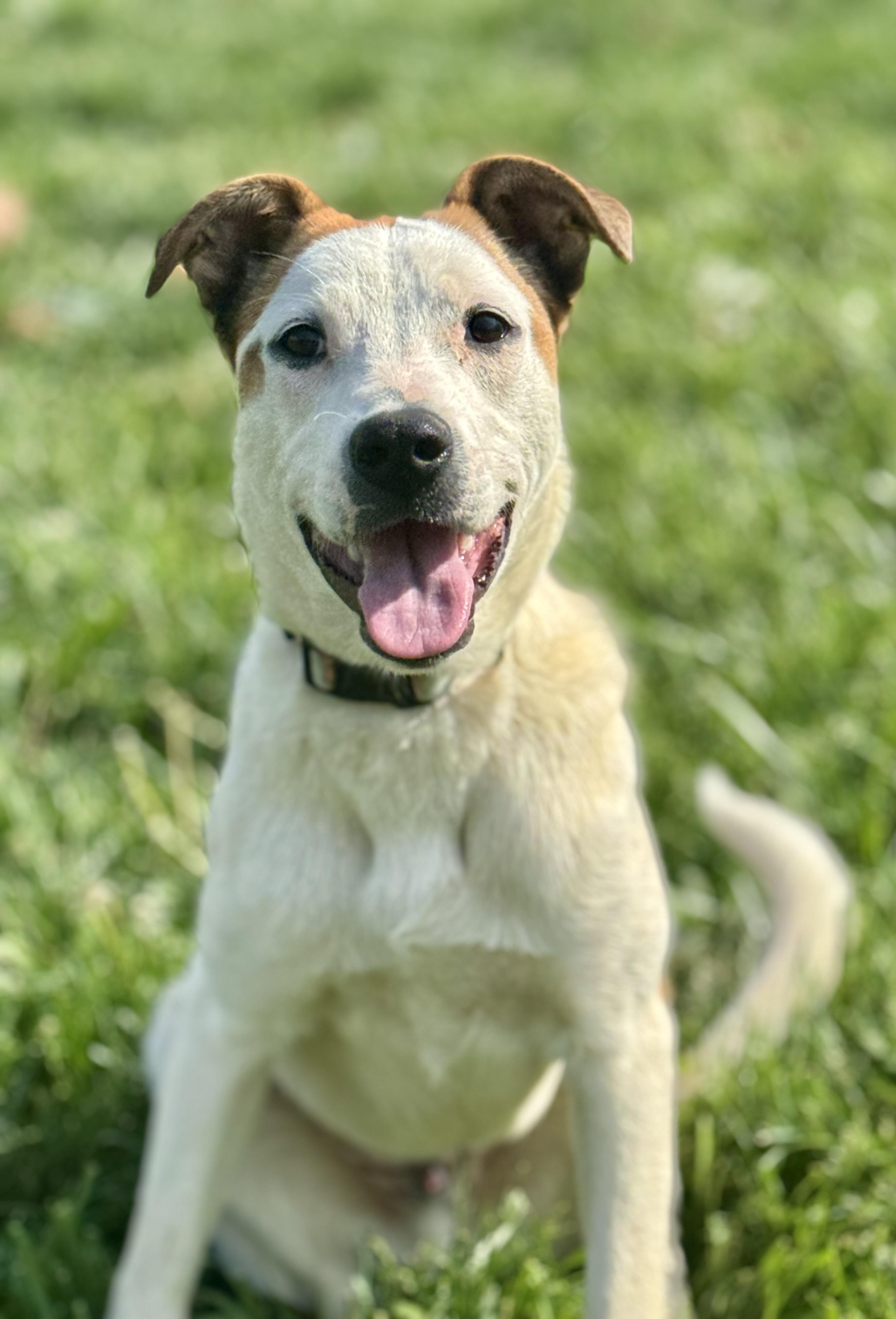 Enlarge Cooper, a Adoptable mixed breed in La Grange, KY image 5/5
