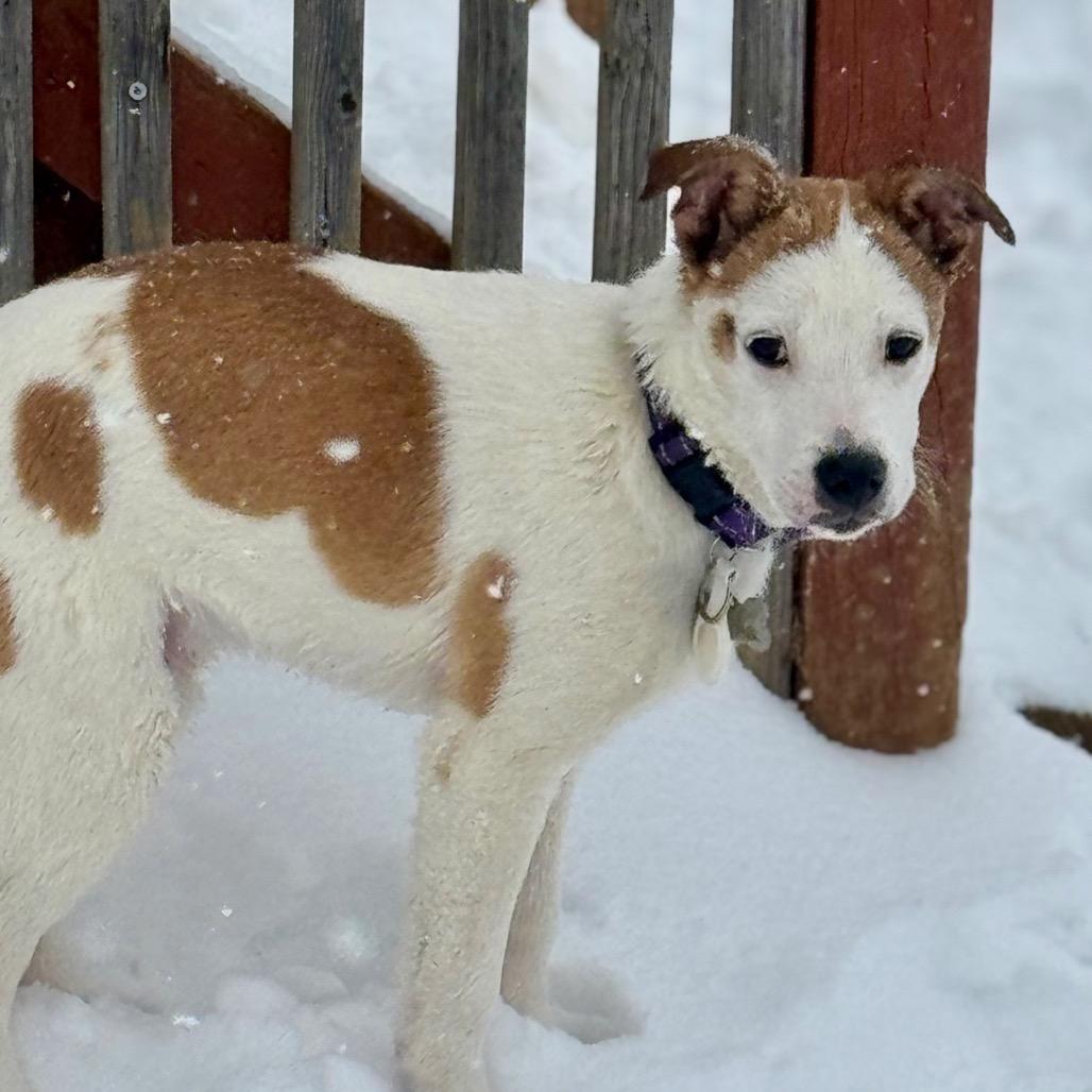 Enlarge Cooper, a Adoptable Jack Russell Terrier in La Grange, KY image 5/6