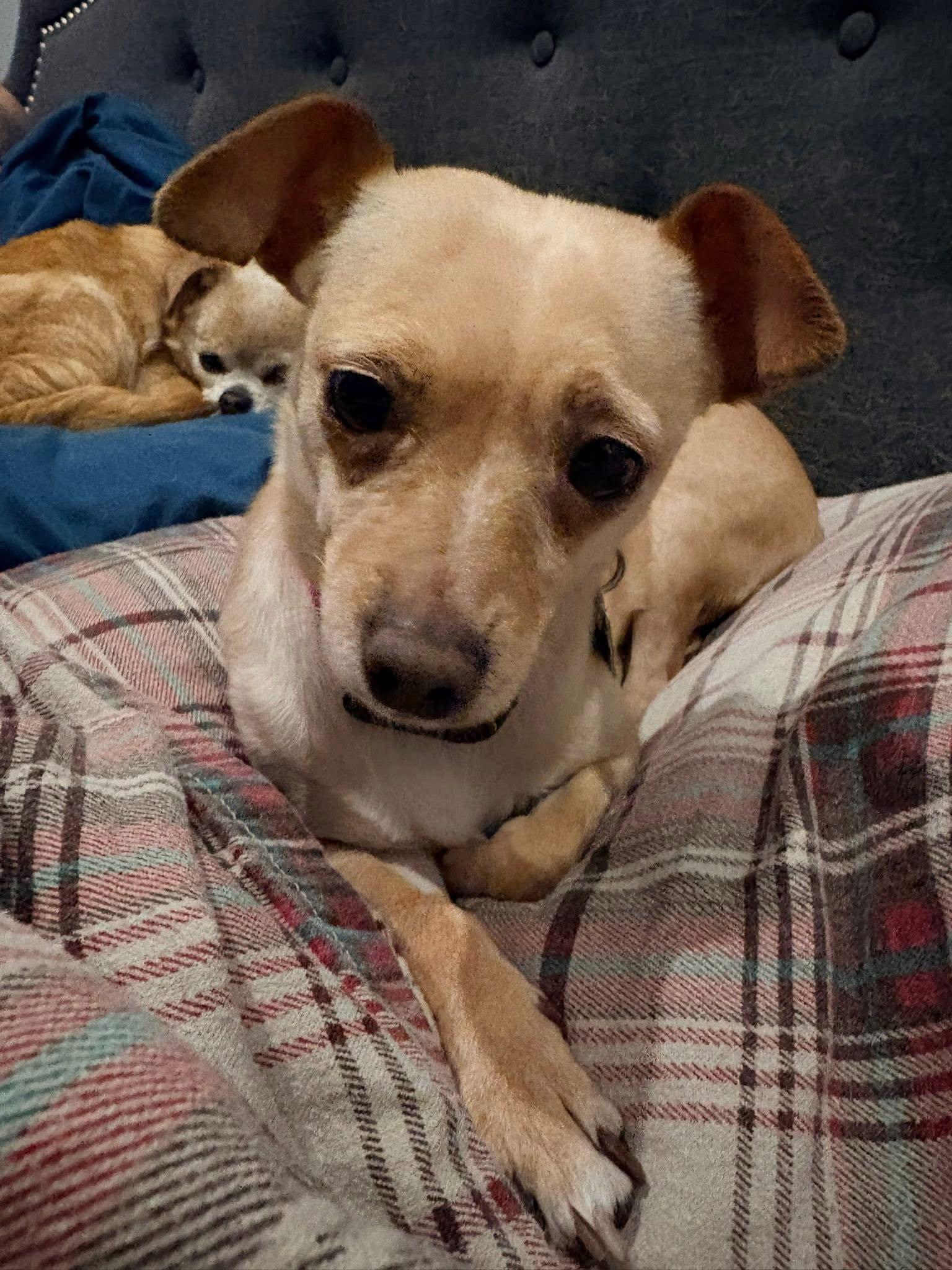 Enlarge Sadie, a Adoptable Chihuahua in New London, WI image 2/3
