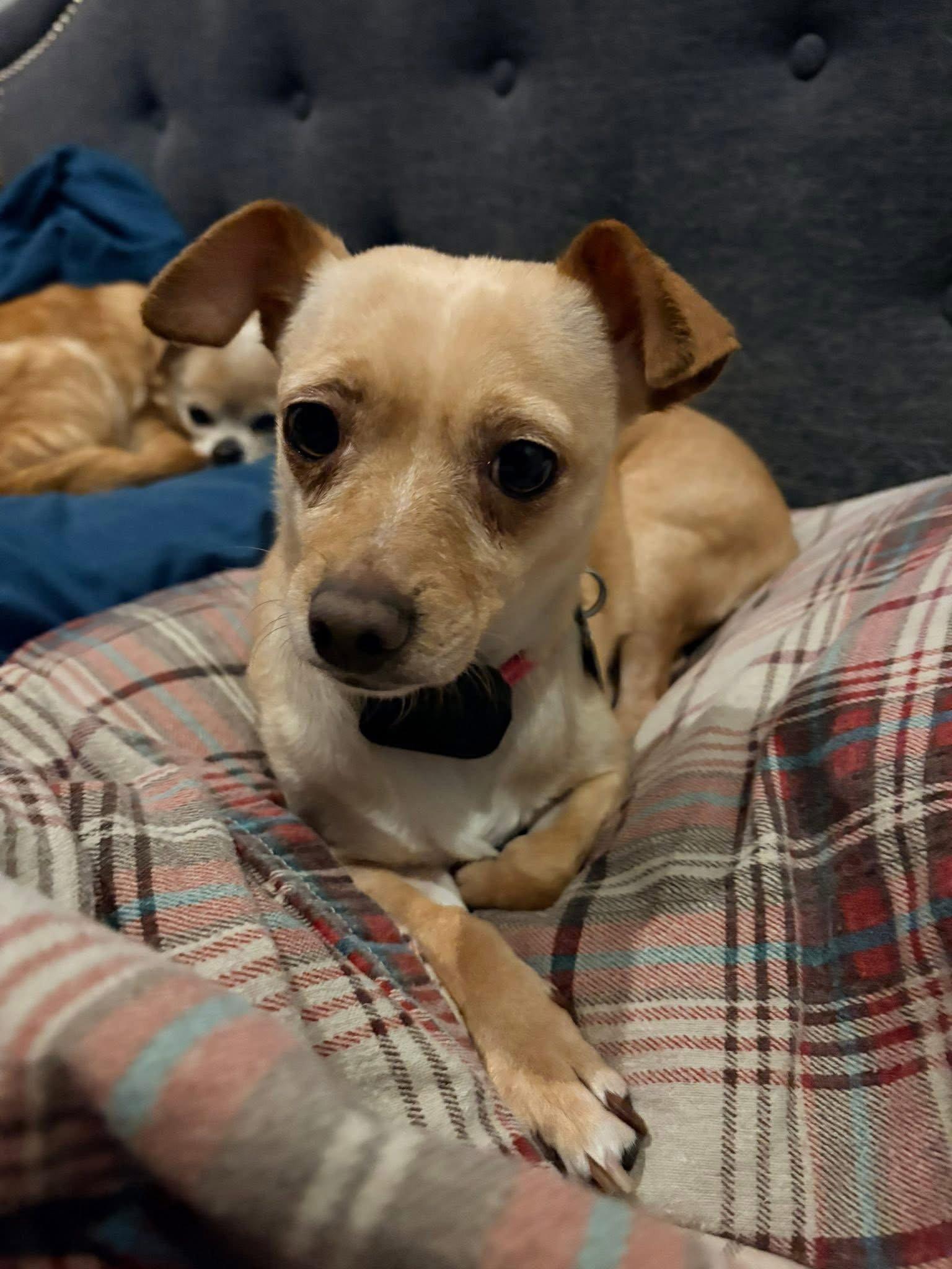 Enlarge Sadie, a Adoptable Chihuahua in New London, WI image 3/3