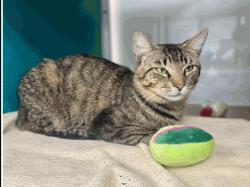 Sabertooth, Adoptable, Adult Male Domestic Short Hair & Domestic Short Hair.