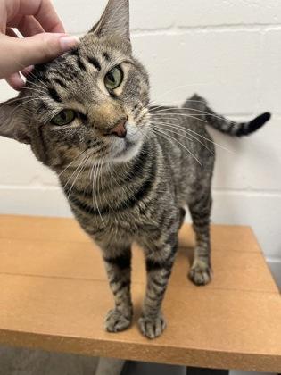 Sabertooth, Adoptable, Adult Male Domestic Short Hair & Domestic Short Hair.