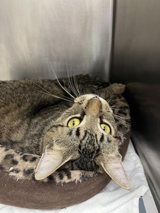 Enlarge Sabertooth, a Adoptable mixed breed in Largo, FL image 2/3