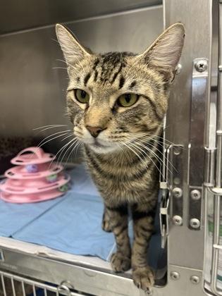 Enlarge Sabertooth, a Adoptable mixed breed in Largo, FL image 3/3