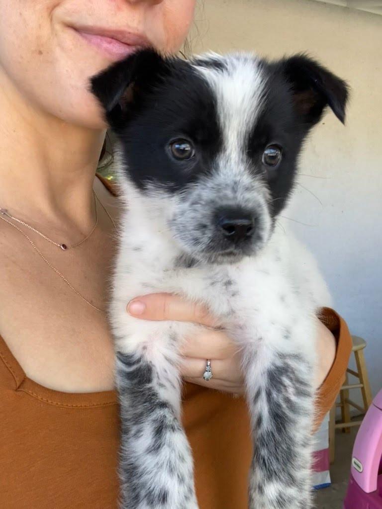 Star, an adopted Australian Cattle Dog / Blue Heeler in San Diego, CA image 1/3