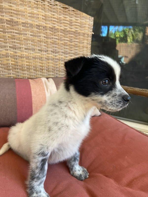 Star, an adopted Australian Cattle Dog / Blue Heeler in San Diego, CA image 2/3