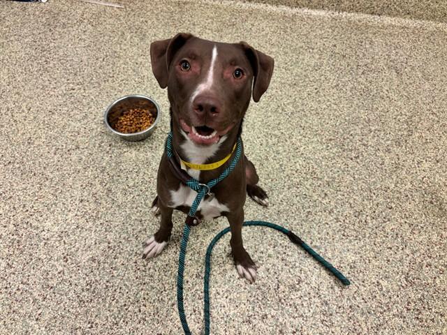 COCOA, Adoptable, Young Female Pit Bull Terrier & Mixed Breed.
